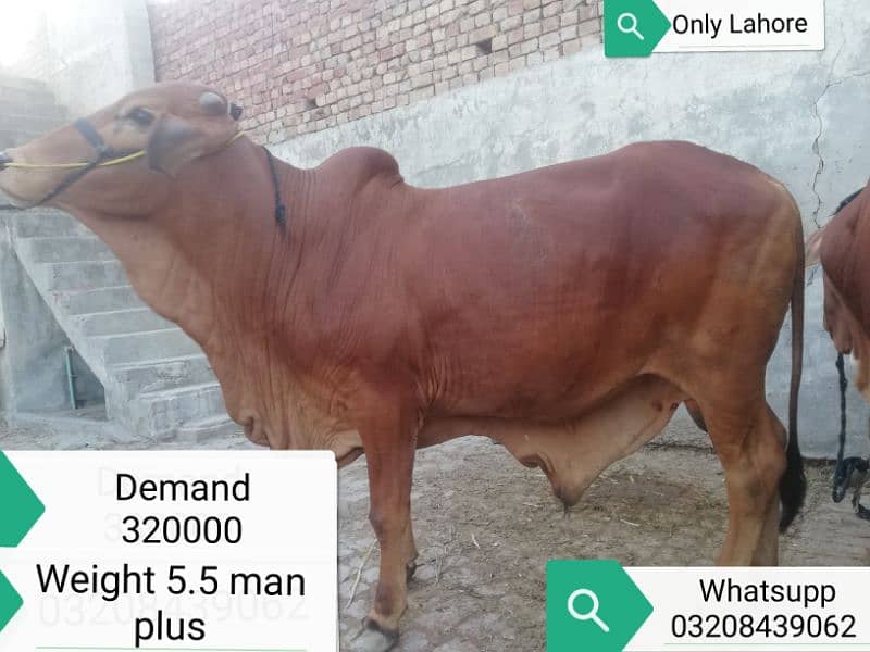 Sahiwal bull for qurani 1