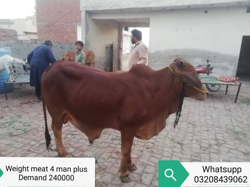 Sahiwal bull for qurani 2