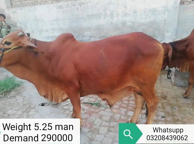 Sahiwal bull for qurani 8