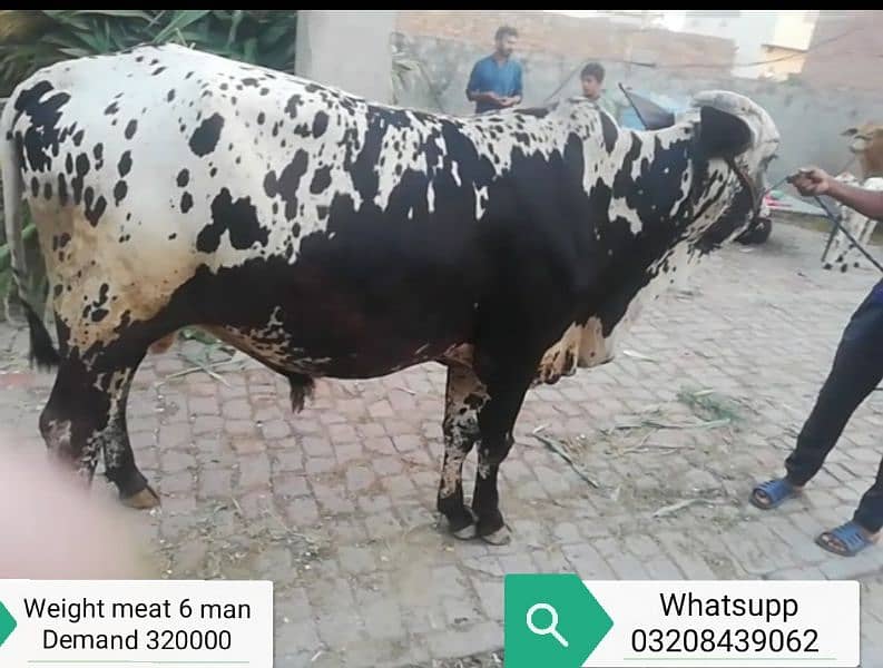 Sahiwal bull for qurani 10