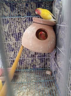 Lotino parrots cnfrom pair
