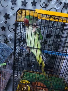 kashmeri Raw parrot 8 month
