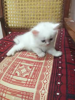 Persian white cats double coated, Health, Little trained.