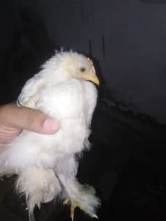 Top quality Bentum Chicks of age 1.5month  plus are available for sale
