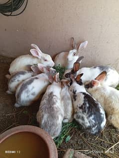 Rabbits Family 9 Piece