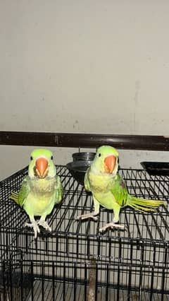 Raw Parrots Pair (2.5months old)