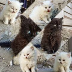 Persian Cat : Kittens pair