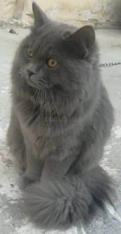 persain Cat double Coat Grey Coloure