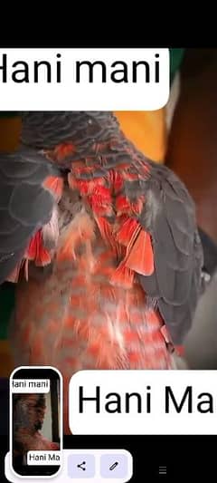 grey parrot raw parrot suncunor