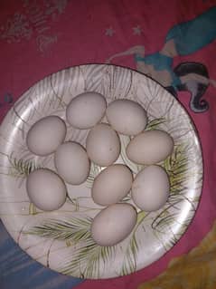 heera aseel eggs 100% fertile
