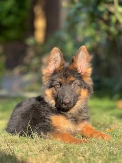 long coat female German shepherd puppy dog available
