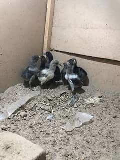 High quality mianwali aseel chicks paper white long tail of all age