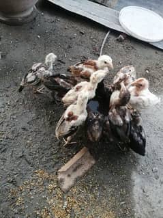 pure aseel Jawa chicks
