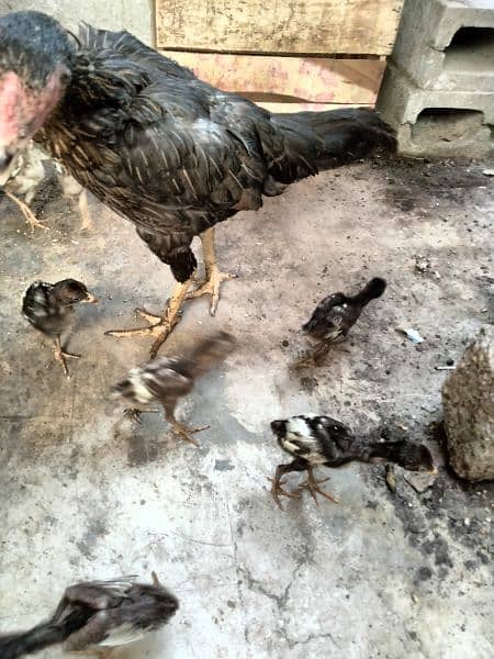 Aseel for sale Murghi chicks ande dete hue Murghi 03178879717 9