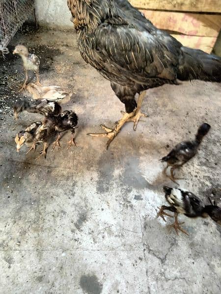 Aseel for sale Murghi chicks ande dete hue Murghi 03178879717 11