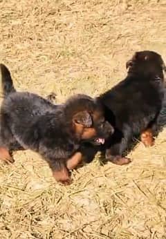 German shepherd puppies male and female for sale 0