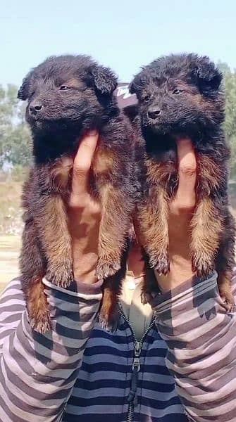 German shepherd puppies male and female for sale 4