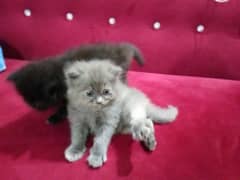 Black and Grey cat kittens for sale