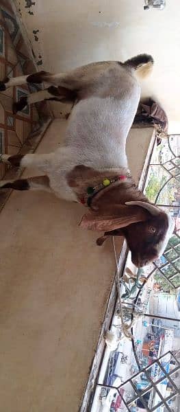 Goat / Bakra / 2 Dant / Bakra for sale / 2