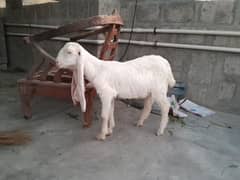 goats for sell
