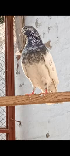 Ali Wala aseel male pigeon