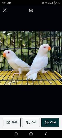 very beautiful and nice birds
