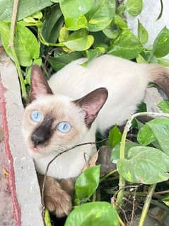 Siamese kittens (7 month Male & Female Both)