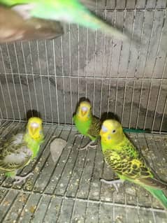 Budgies Home Breed For sale