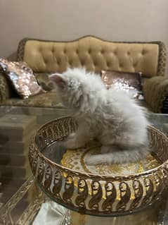 Persian Cate for sale urgent