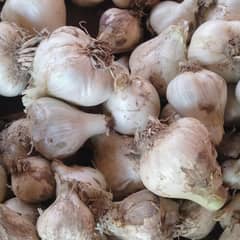 G1 Garlic Rs. 300 per Kg15 days Dry in bulb form for sale