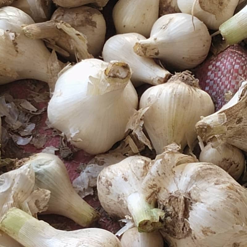G1 Garlic Rs. 300 per Kg15 days Dry in bulb form for sale 1