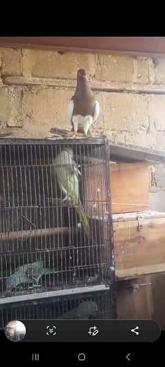 pigeons For Sale Good Quality