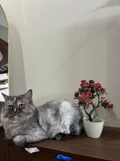 persian cat tripple coat cat for adoption