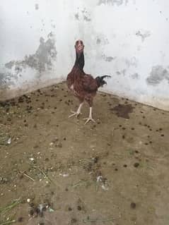 Aseel mianwali female full active egg laying 03271521558