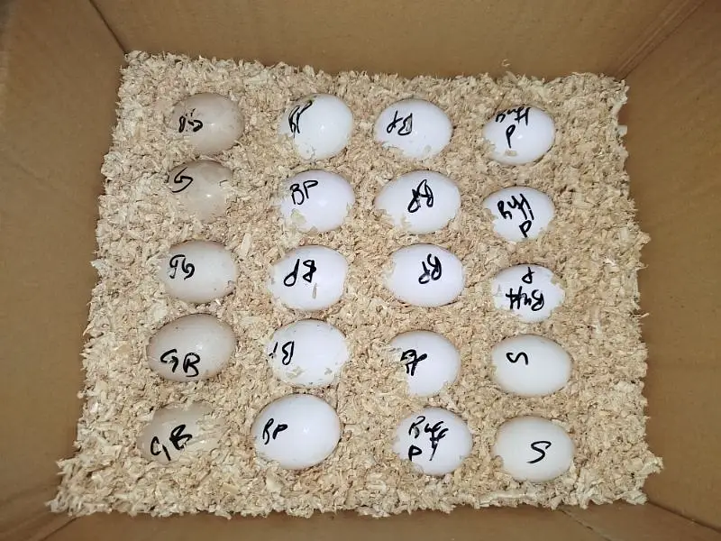 Fancy Top Quality Exotic Breeds Fertile Eggs Available Guranteed — photo 2