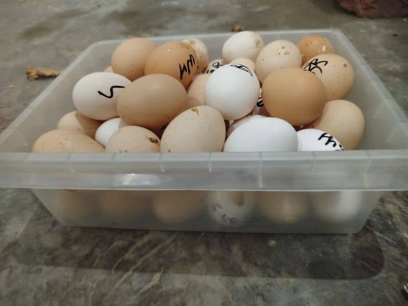 Fancy Top Quality Breeds Fertile Eggs Available 3