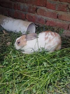 rabbit for sel Ghar k palai hai