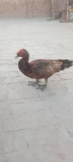 Muscovy duck for sale