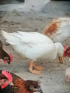 white duck for sale