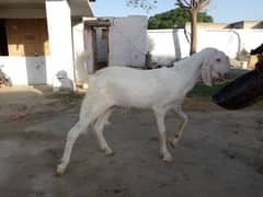 Bakra for sale in Layyah