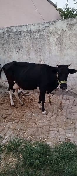 bakra for sale qurbni ka donda 33000 price 3