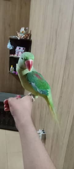 talking and handtame big parrot for sale