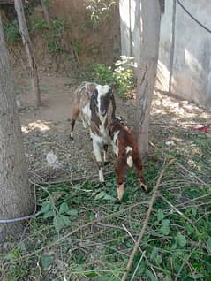 goats for sale. . male fmale