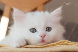 White kitten healthy Active strong bloodline