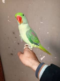 raw tamed and talking parrot and breader female