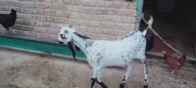 pure goat Punjabi