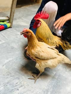 sale for hens pair