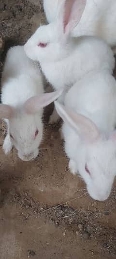 Rabbits 600rs each