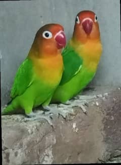 Love birds/love bird/lovebirds/lovebird/Green fisher