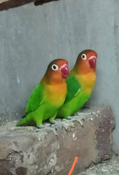 Love birds/love bird/lovebirds/lovebird/Green fisher 1